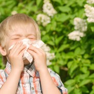 Pollen: comment aider P’tit Loup à se sentir mieux ?