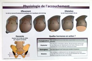 les étapes physiologiques de l'accouchement