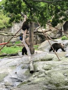 les ours du skansen à Sockholm