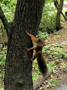 les écureuils du Saknsen à Stockholm